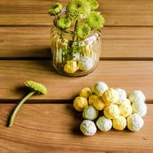 Herbs 香草種子球植栽盆栽組
