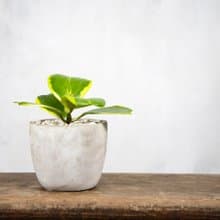 【室內盆栽】斑葉球蘭盆栽 觀葉植物 綠化 盆栽 植栽