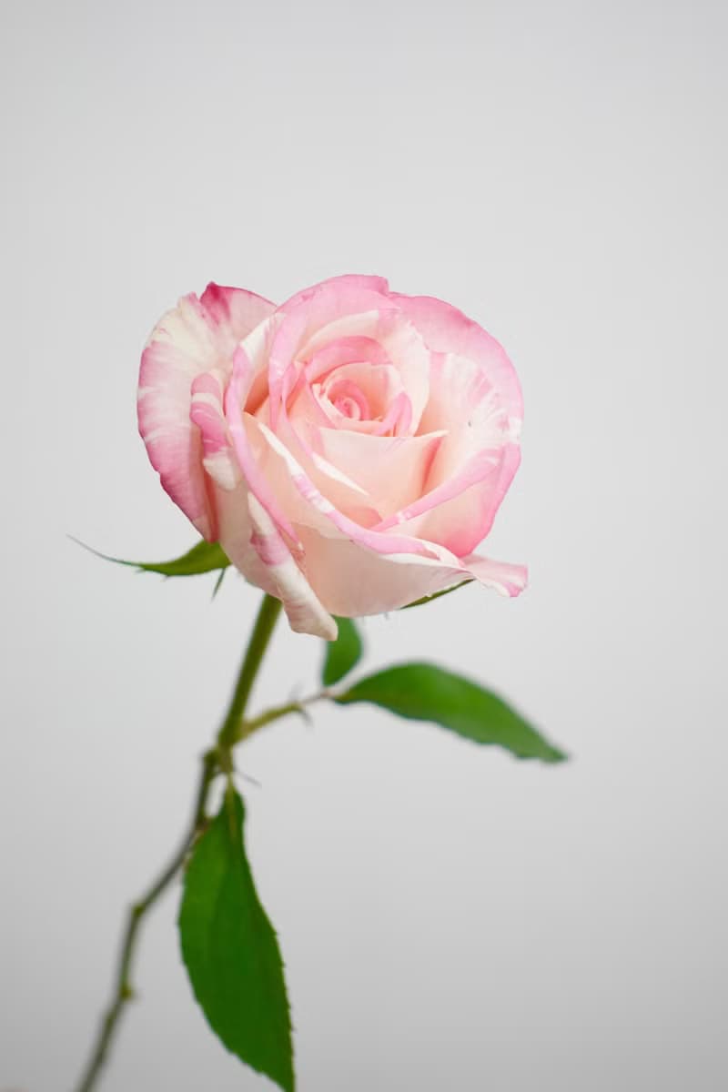 白色情人節 玫瑰花束  韓式花束  生日花束 女友禮物 求婚花束