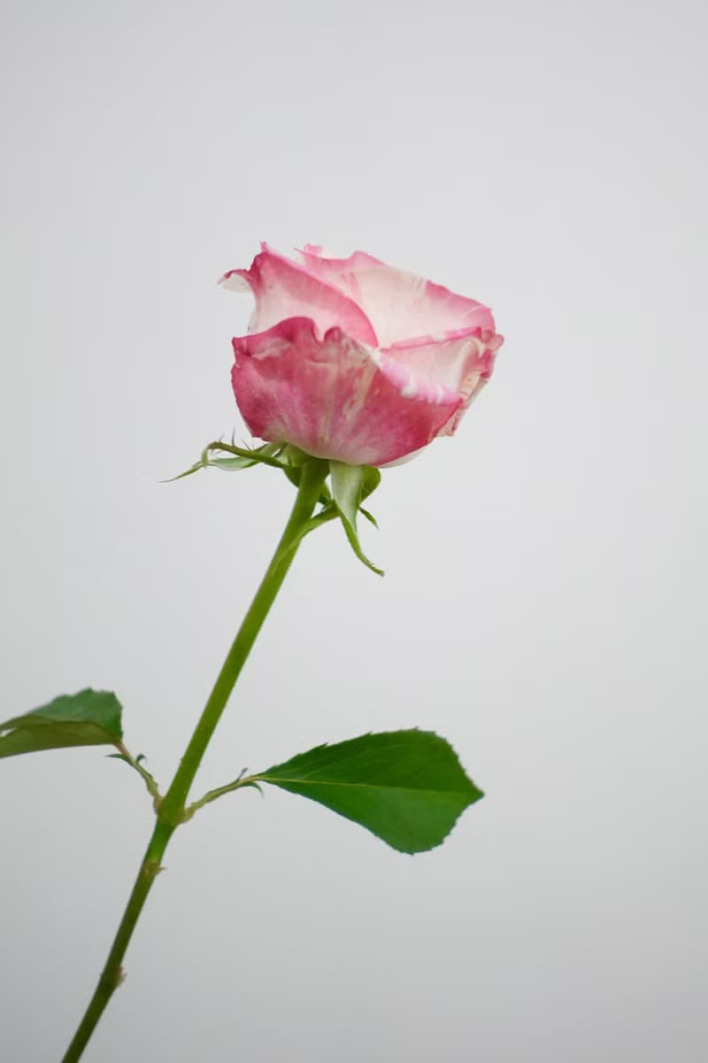 白色情人節 玫瑰花束  韓式花束  生日花束 女友禮物 求婚花束