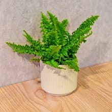 波士頓蕨 莫蘭迪色系直紋陶盆 室內植物 觀葉植物 禮物 盆栽