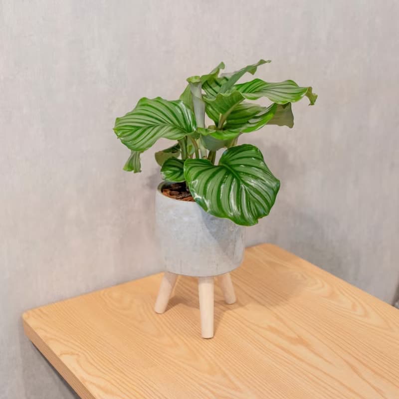 青蘋果竹芋室內盆栽 觀葉植物 6寸可拆式帶木腳水泥盆栽