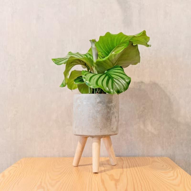 青蘋果竹芋室內盆栽 觀葉植物 6寸可拆式帶木腳水泥盆栽