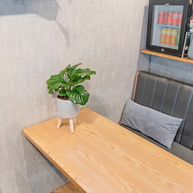 青蘋果竹芋室內盆栽 觀葉植物 6寸可拆式帶木腳水泥盆栽