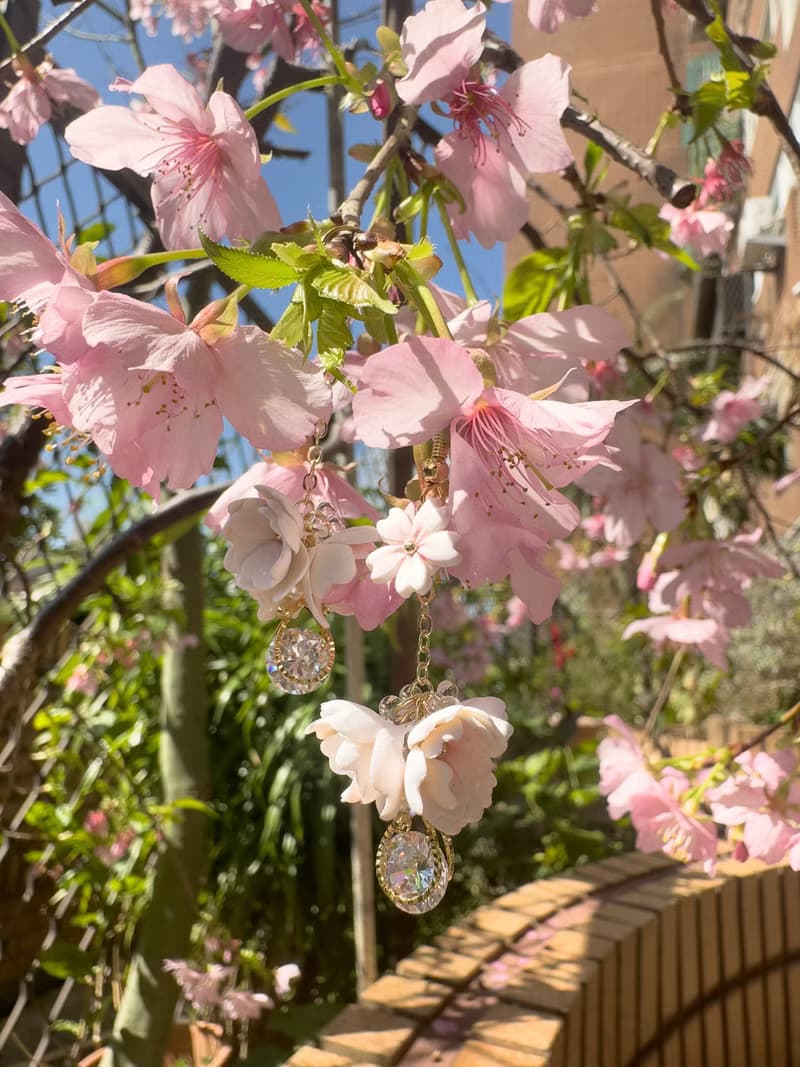 櫻花綻放