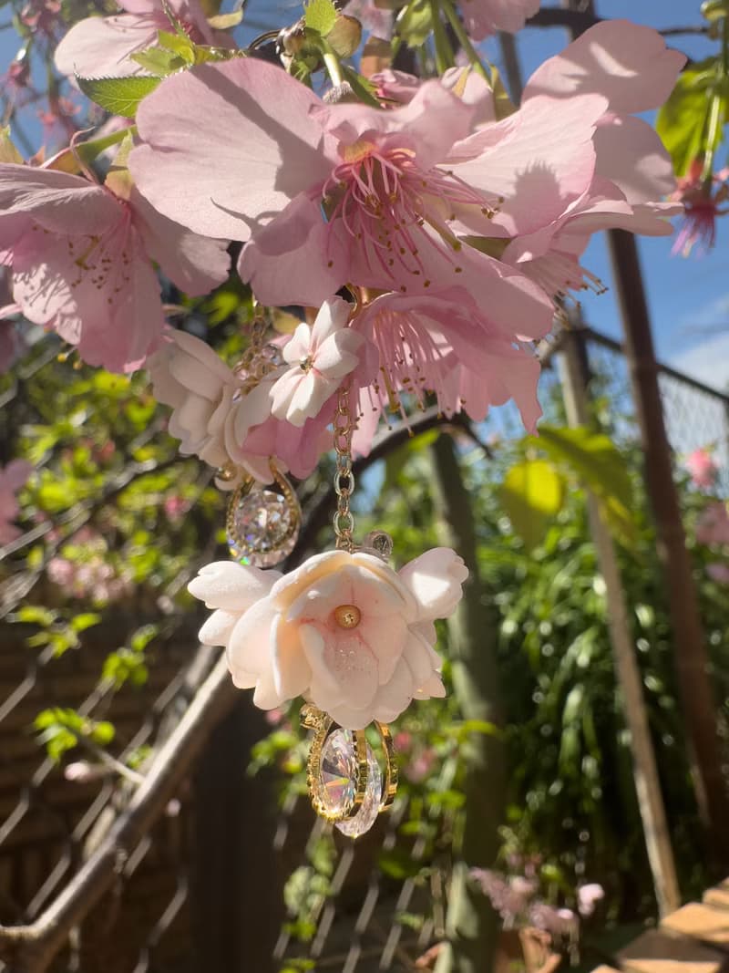櫻花綻放