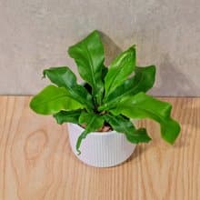 山蘇 莫蘭迪色系直紋陶盆 室內植物 觀葉植物 禮物 盆栽 交換禮物