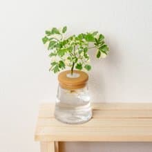 花葉福祿桐 三角水耕盆栽 室內植物 觀葉植物 禮物 水培