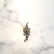 花束 珍珠 別針