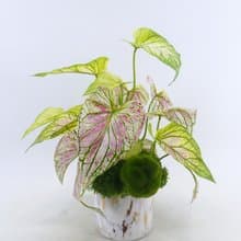 特級擬真彩葉芋觀葉盆栽/入厝禮/開幕/喬遷/送禮/植栽