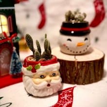 【Pinkoi瘋設祭限定】聖誕專屬_聖誕植感小陶盆系列