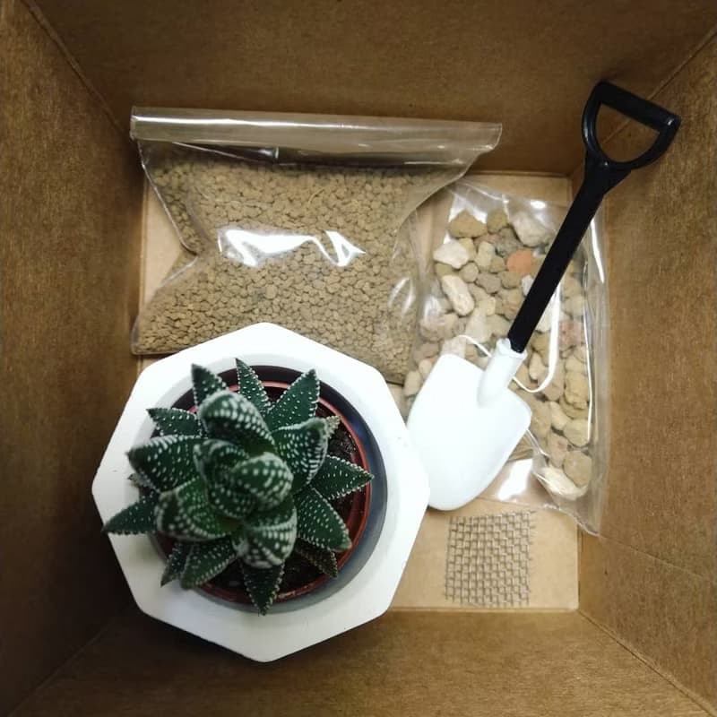 泥盆種植體驗材料包