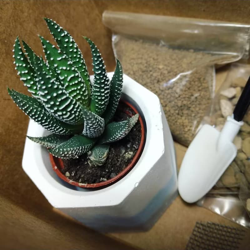 泥盆種植體驗材料包