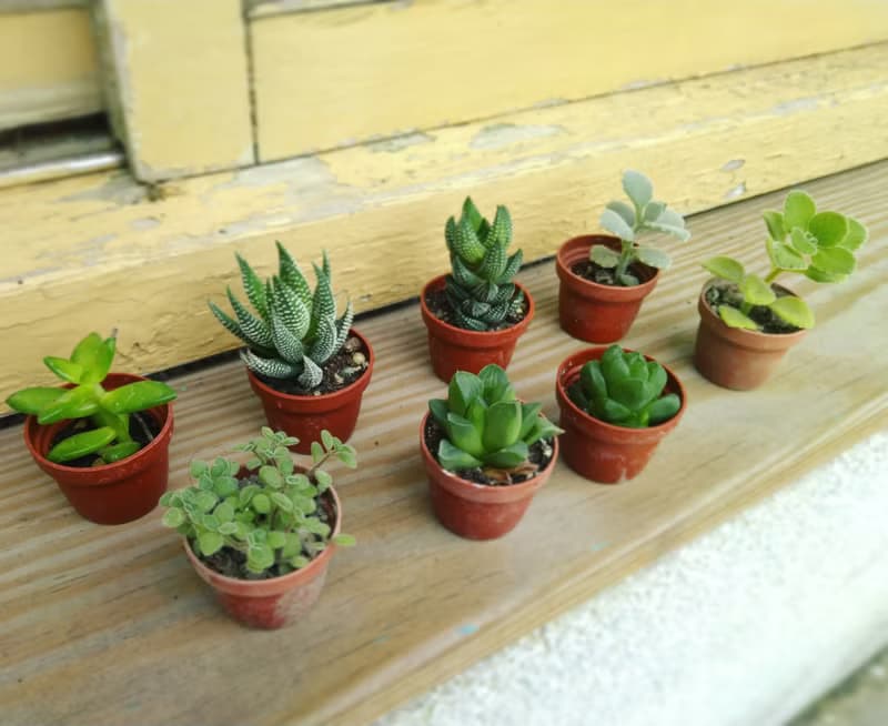泥盆種植體驗材料包