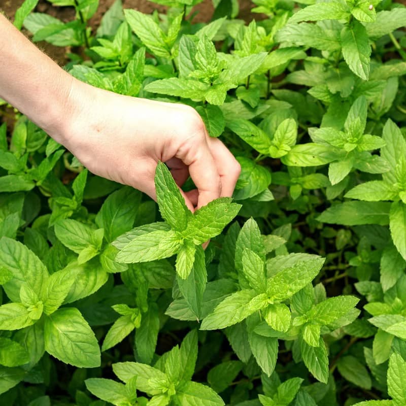 【島嶼有機薄荷茶】無農殘留 | 清新涼感 | 冷泡熱泡
