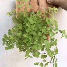 【鐵線蕨】植物上板 情人節禮物 生日禮物 觀葉植物 室內植物
