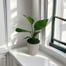 【天堂鳥】桌上型盆栽 優雅簡約風格 送禮自用 網美空間