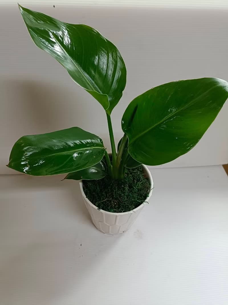 【天堂鳥】桌上型盆栽 優雅簡約風格 送禮自用 網美空間