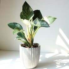 植栽 盆栽 l 柏金曼綠絨 低調高雅大方送禮 室內植物 辦公室盆栽