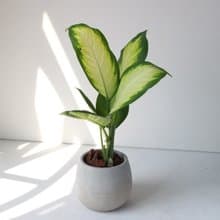 植栽 盆栽 l 瑪莉安黛粉葉 百搭胖U水泥盆  朝氣綠白大葉 強散光
