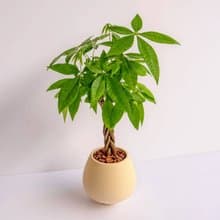 馬拉巴栗 線條圓陶盆淺黃色 窄口 桌上型盆栽 開幕送禮 喬遷禮物