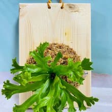 山蘇 鹿角 上板  文青網美最愛 森林系壁植 畢業禮物 新居落成