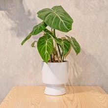 錦緞蔓綠絨盆栽 5寸高腳花盆白 桌上型室內植物推薦 巧繪網植物館