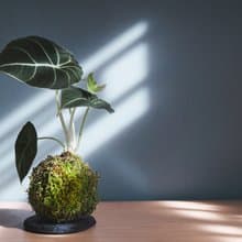 黑天鵝海芋苔玉-Alocasia Black Velvet