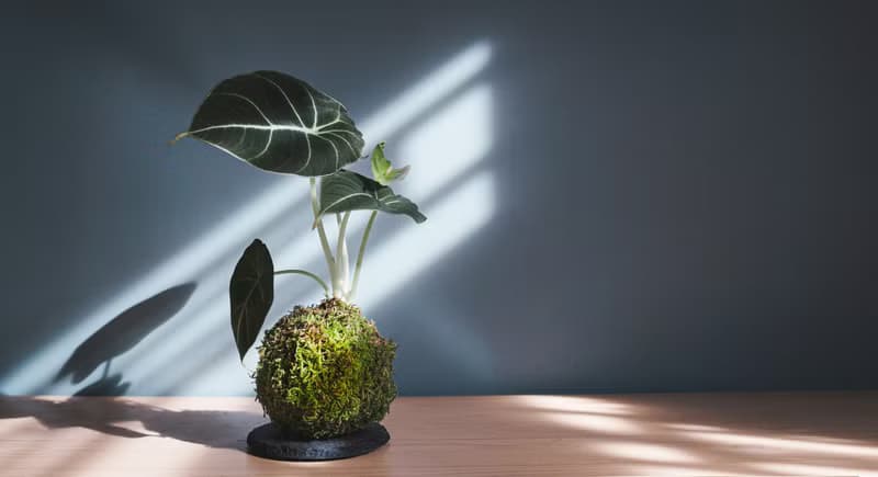 黑天鵝海芋苔玉-Alocasia Black Velvet