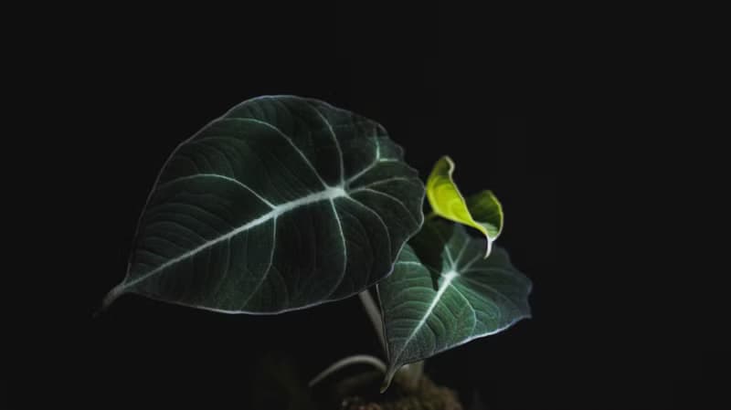 黑天鵝海芋苔玉-Alocasia Black Velvet