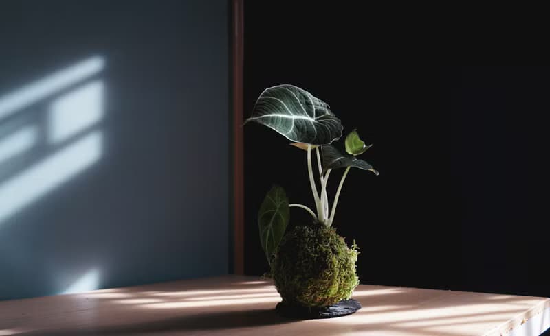黑天鵝海芋苔玉-Alocasia Black Velvet