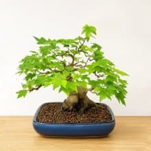 小品盆栽・日本宮樣楓・ミヤサマカエデ
