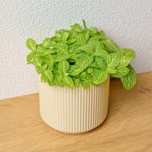 檸檬網紋草 莫蘭迪色系直紋陶盆 室內植物 觀葉植物 禮物 盆栽