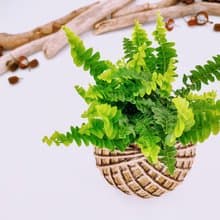 迷你波士頓腎蕨苔球│板植│室內植物│窗邊植物│觀葉植物