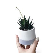 (現貨) 莫蘭迪紫系列 | 硬葉十二之卷交種 圓形水泥多肉植栽