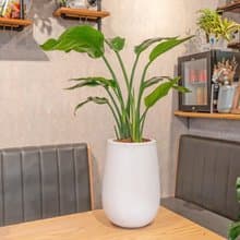 天堂鳥白水滴磨石盆栽 開幕花盆 觀葉植物 居家裝飾