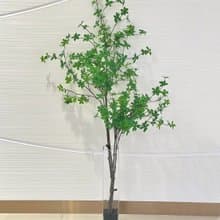 日本吊鐘樹波蘭玻璃植栽 免運專人配送限雙北市 其餘地區需補運費