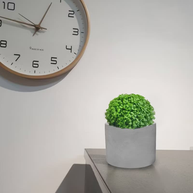 植栽 室內盆栽 冰淇淋卷柏 水泥盆栽