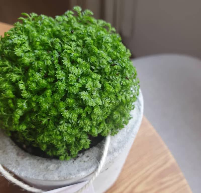 植栽 室內盆栽 冰淇淋卷柏 水泥盆栽