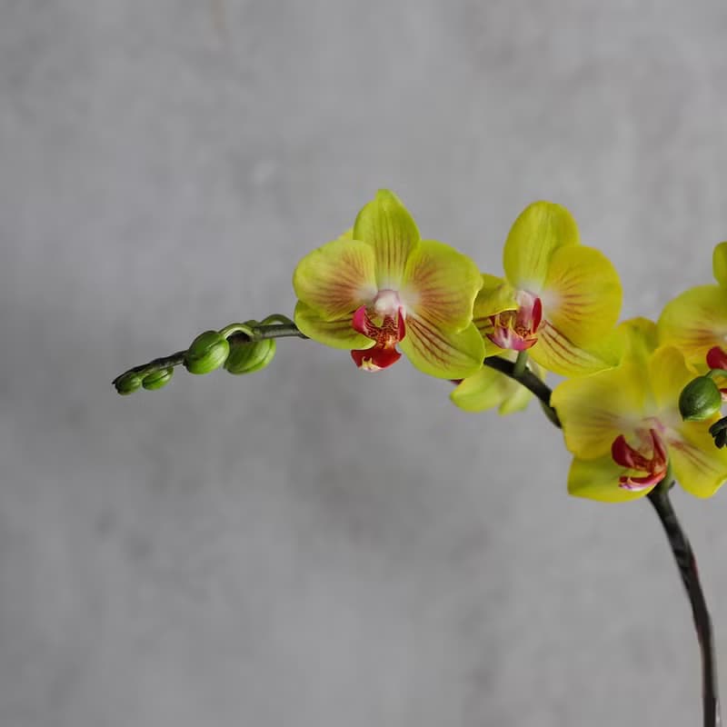 【蘭花盆栽】黃花 蝴蝶蘭盆栽 開幕送禮 升遷 母親節禮物