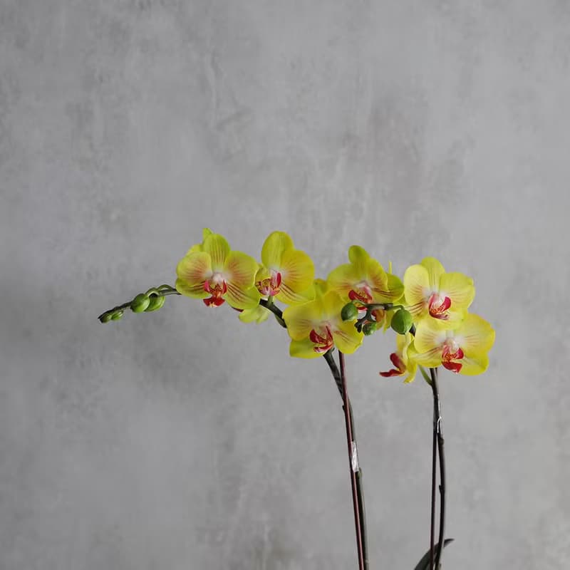 【蘭花盆栽】黃花 蝴蝶蘭盆栽 開幕送禮 升遷 母親節禮物