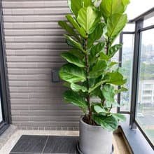 【中高光植栽】閒琴逸致 • 琴葉榕 |三枝| 清水模直筒盆