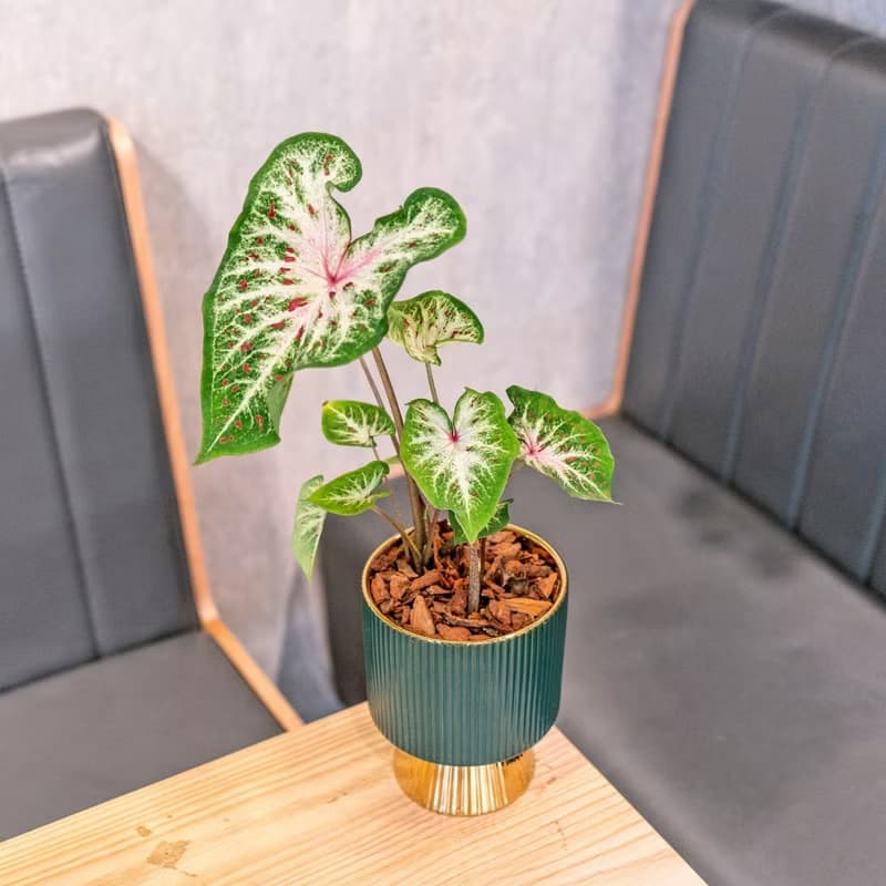 彩葉芋觀葉植物 室內擺飾盆栽 金綠色質感直紋高腳花盆