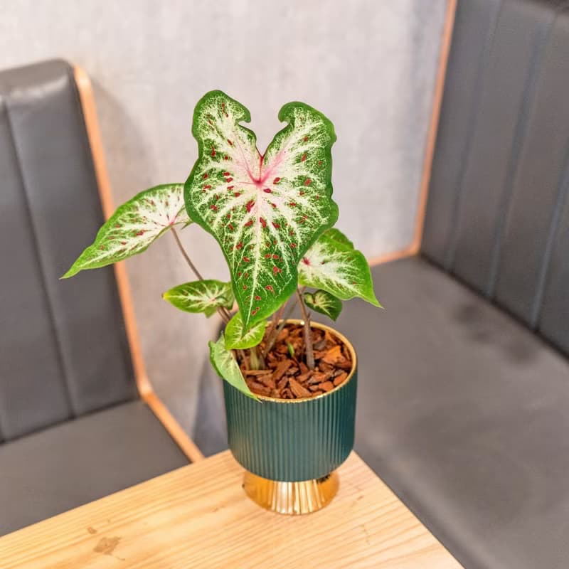 彩葉芋觀葉植物 室內擺飾盆栽 金綠色質感直紋高腳花盆