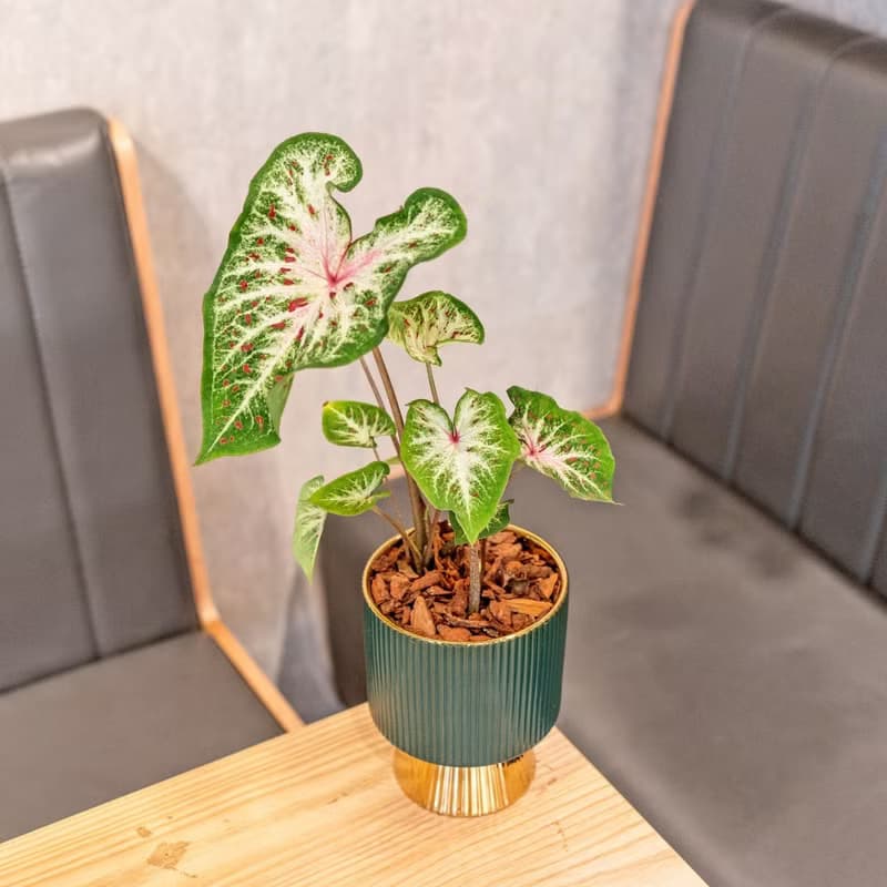 彩葉芋觀葉植物 室內擺飾盆栽 金綠色質感直紋高腳花盆