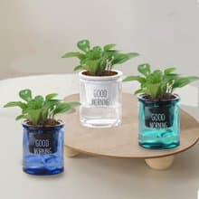 植栽 室內盆栽 圓葉椒草 招財 懶人盆栽