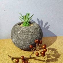 隕石星球上的鳳梨人 - 峨眉山【植物保固】