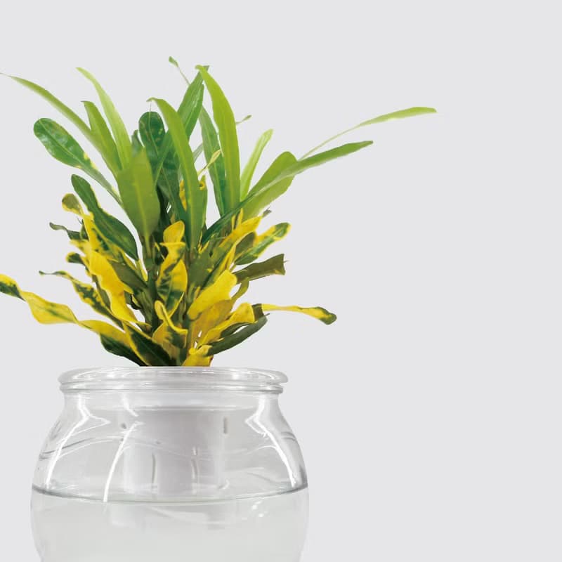 │ 玻璃系列 │ 金鑽變葉木 - 水耕盆栽 魚水共生 室內植物