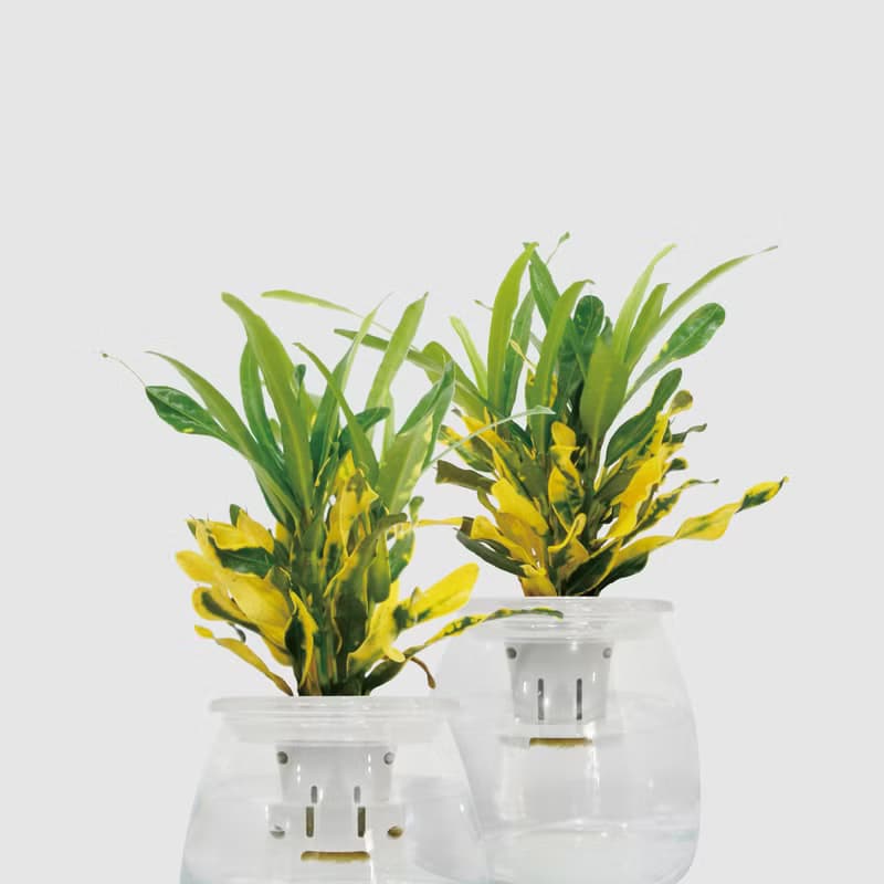 │ 玻璃系列 │ 金鑽變葉木 - 水耕盆栽 魚水共生 室內植物