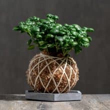 彈簧草苔球 苔球植物 苔玉 室內植物 辦公室植物 交換禮物